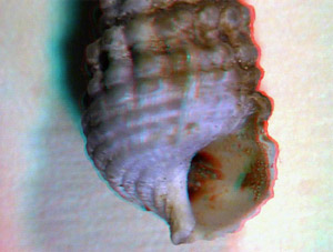 Muschel - Farbe, ca. 8 mm